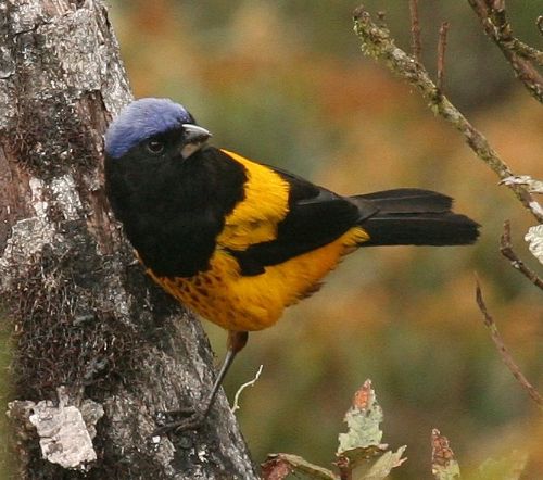 Golden-backed Mountain Tanager